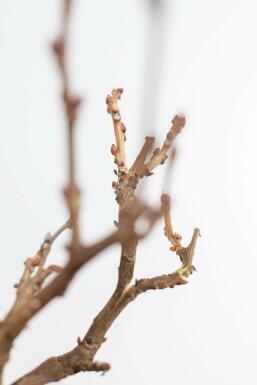Wisteria sinensis Blåregn på stam 120-140 i kruka