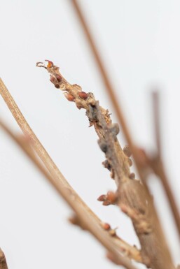 Wisteria sinensis Blåregn på stam 120-140 i kruka