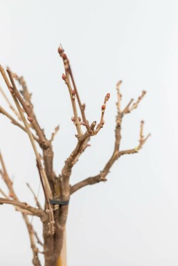 Wisteria sinensis 120-140 cm