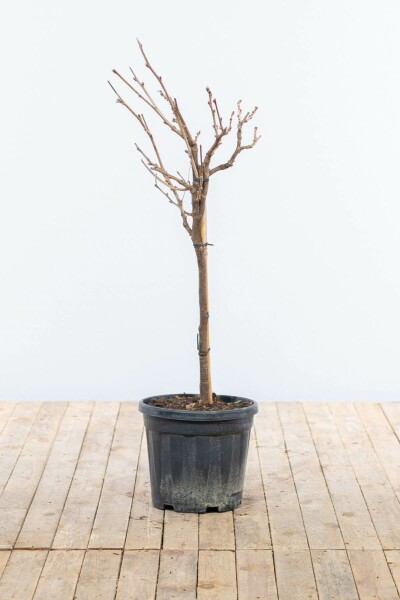 Wisteria sinensis Blåregn på stam 40-60 i kruka Wisteria sinensis 40-60 cm