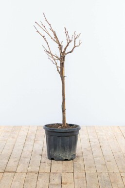 Wisteria sinensis 40-60 cm