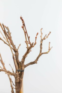 Wisteria sinensis Blåregn på stam 40-60 i kruka