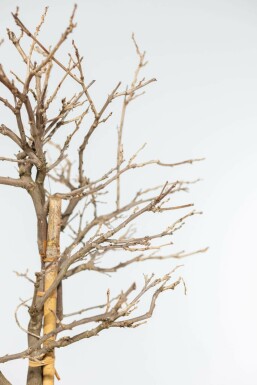 Wisteria sinensis Blåregn på stam 40-60 i kruka