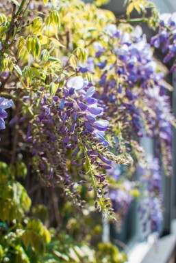 Wisteria sinensis 80-100 cm