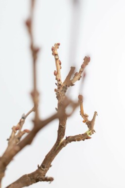 Wisteria sinensis 80-100 cm