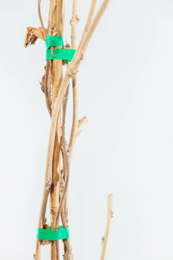 Wisteria sinensis Blåregn stakad 120-140 i kruka Wisteria sinensis 120-140 cm