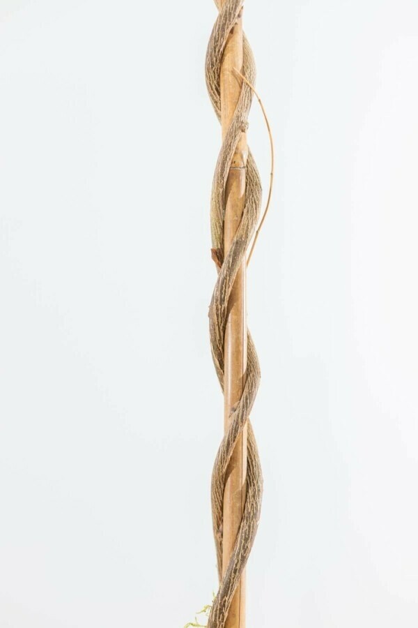 Wisteria sinensis Blåregn stakad 120-140 i kruka Wisteria sinensis 120-140 cm