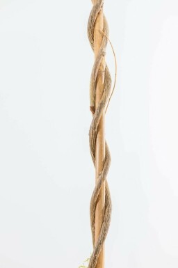 Wisteria sinensis Blåregn stakad 120-140 i kruka Wisteria sinensis 120-140 cm