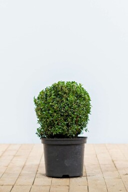 Buxus sempervirens Buxbom lök 20-30 rotboll Buxus sempervirens 20-30 cm