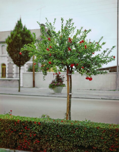 Punica granatum 125-150 cm