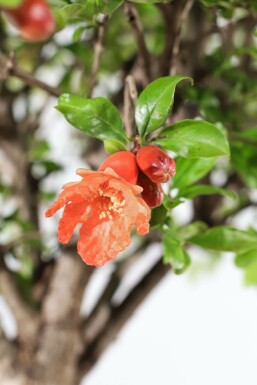Punica granatum 150-175 cm