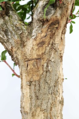 Punica granatum 150-175 cm