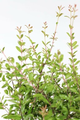 Punica granatum 150-175 cm