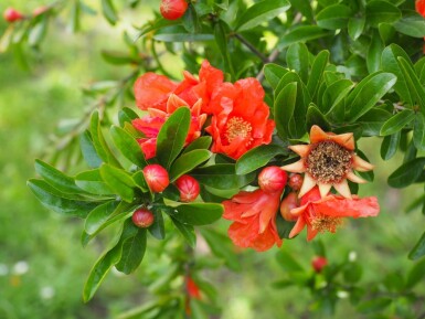 Punica granatum 175-200 cm