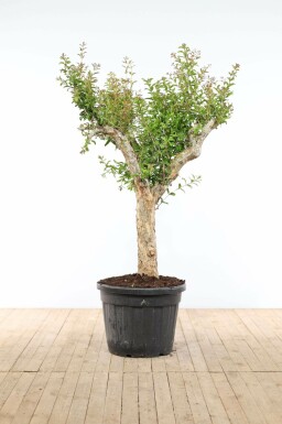 Punica granatum 175-200 cm