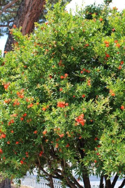 Punica granatum 200-225 cm