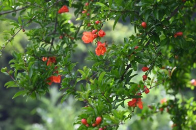 Punica granatum 200-225 cm