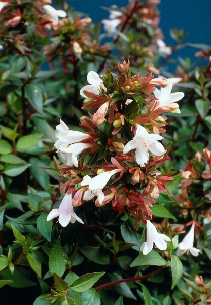 Abelia × grandiflora C2 20-30