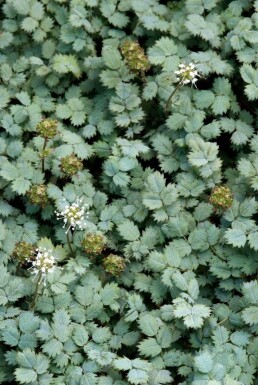 Acaena buchananii Blek taggpimpinell 5-10 i kruka P9 Acaena buchananii