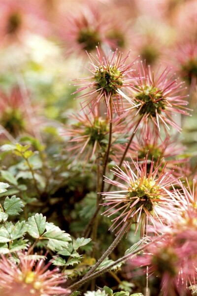 Acaena magellanica Patagonisk taggpimpinell 5-10 i kruka P9 Acaena magellanica