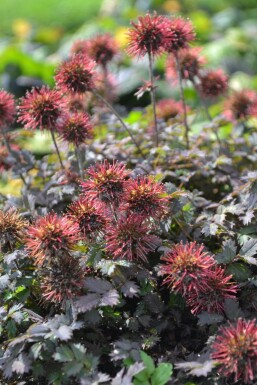 Acaena microphylla 'Kupferteppich' Taggpimpinell 5-10 i kruka P9 Acaena microphylla 'Kupferteppich'