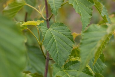 Acer davidii C10 60-80