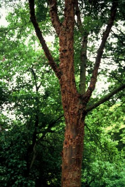 Acer griseum C10 60-80