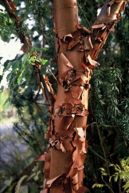 Acer griseum C3 50-60