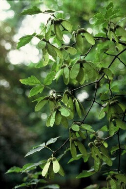 Acer griseum C3 50-60
