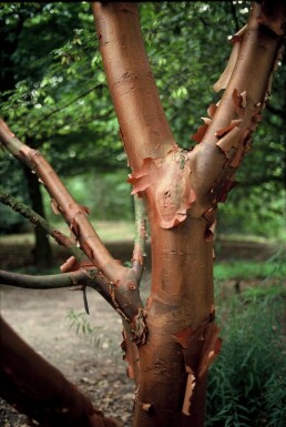 Acer griseum C3 50-60