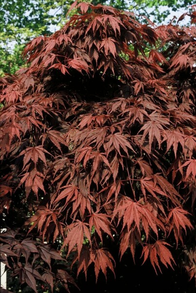 Acer palmatum 'Atropurpureum' C12 125-150