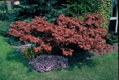 Acer palmatum 'Atropurpureum' C12 125-150