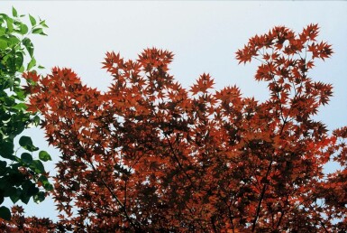 Acer palmatum 'Atropurpureum' C12 125-150