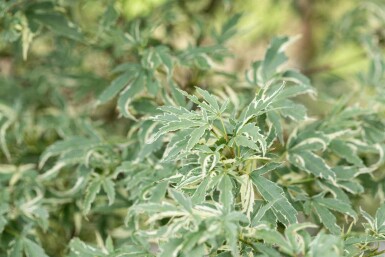 Acer palmatum 'Butterfly' C12 80-100