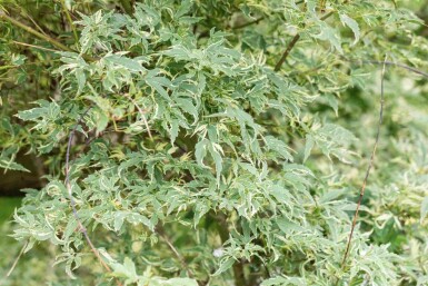 Acer palmatum 'Butterfly' C12 80-100