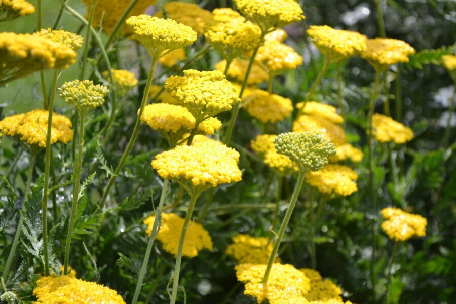 Achillea filipendulina 'Cloth of Gold' Praktröllika 10-15 i kruka C2 Achillea filipendulina 'Cloth of Gold'