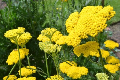 Achillea filipendulina 'Cloth of Gold' Praktröllika 10-15 i kruka C2 Achillea filipendulina 'Cloth of Gold'