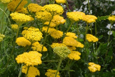 Achillea filipendulina 'Cloth of Gold' Praktröllika 10-15 i kruka C2 Achillea filipendulina 'Cloth of Gold'