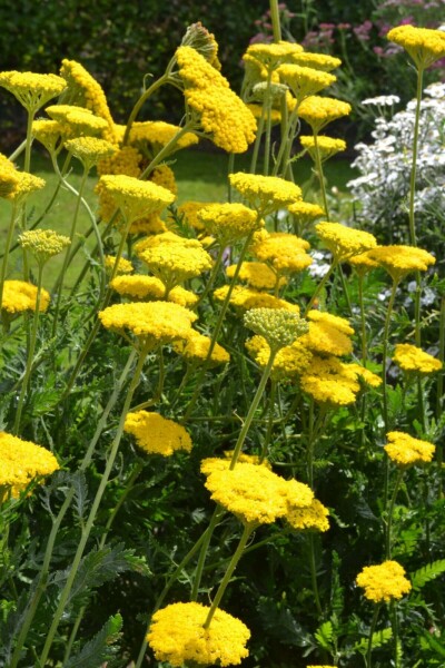 Achillea filipendulina 'Cloth of Gold' Praktröllika 5-10 i kruka P9 Achillea filipendulina 'Cloth of Gold'