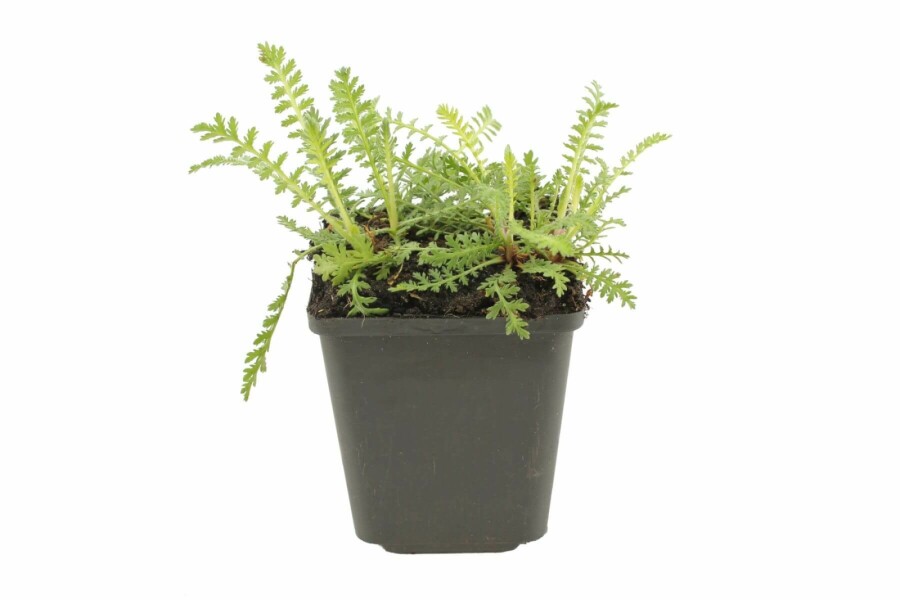 Achillea filipendulina 'Cloth of Gold' Praktröllika 5-10 i kruka P9 Achillea filipendulina 'Cloth of Gold'