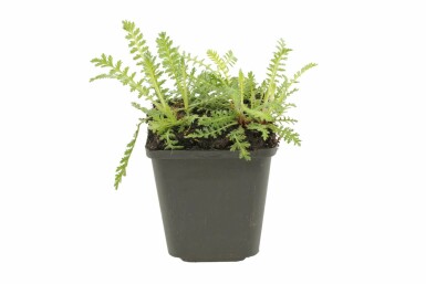 Achillea filipendulina 'Cloth of Gold' Praktröllika 5-10 i kruka P9 Achillea filipendulina 'Cloth of Gold'