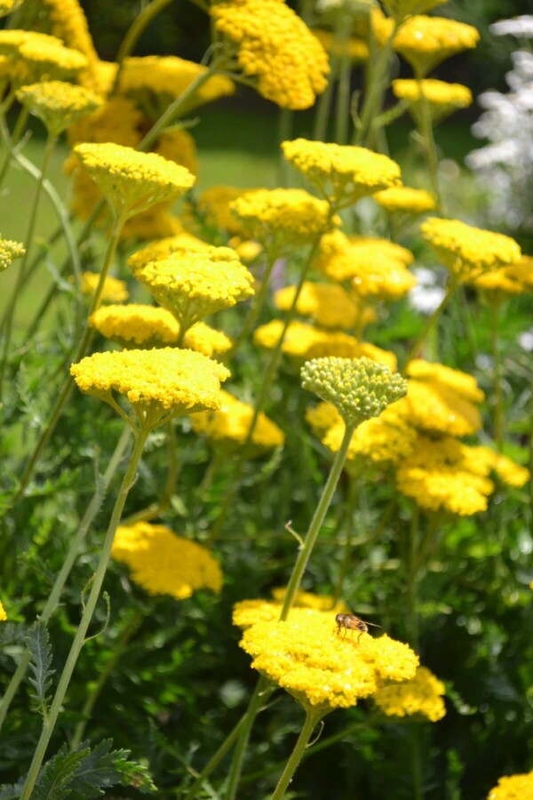Achillea filipendulina 'Cloth of Gold' Praktröllika 5-10 i kruka P9 Achillea filipendulina 'Cloth of Gold'