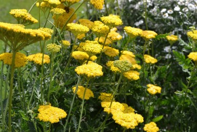 Achillea filipendulina 'Cloth of Gold' Praktröllika 5-10 i kruka P9 Achillea filipendulina 'Cloth of Gold'