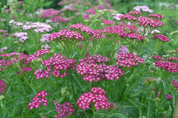 Achillea millefolium 'Cerise Queen' Röllika 10-15 i kruka C2 Achillea millefolium 'Cerise Queen'