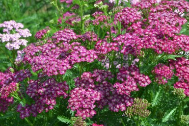 Achillea millefolium 'Cerise Queen' Röllika 10-15 i kruka C2 Achillea millefolium 'Cerise Queen'