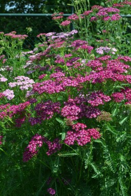 Achillea millefolium 'Cerise Queen' Röllika 10-15 i kruka C2 Achillea millefolium 'Cerise Queen'