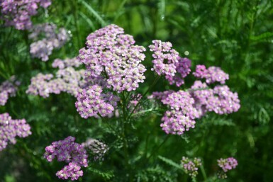 Achillea millefolium 'Cerise Queen' Röllika 10-15 i kruka C2 Achillea millefolium 'Cerise Queen'