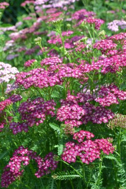 Achillea millefolium 'Cerise Queen' Röllika 5-10 i kruka P9 Achillea millefolium 'Cerise Queen'