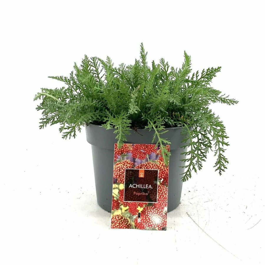 Achillea millefolium 'Paprika' Röllika 10-15 i kruka C2 Achillea millefolium 'Paprika'