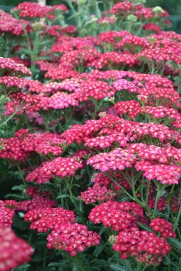 Achillea millefolium 'Red Velvet' Röllika 5-10 i kruka P9 Achillea millefolium 'Red Velvet'